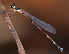 Platystictidae