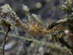 Stylocheilus striatus