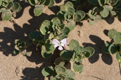 Silene succulenta