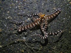 Wunderpus photogenicus