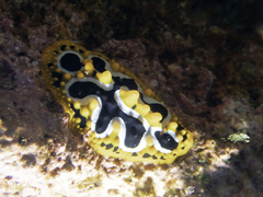 Phyllidia undula