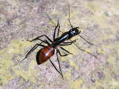 Dinomyrmex gigas