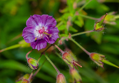 Geranium phaeum