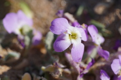 Matthiola tricuspidata