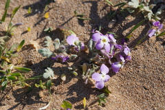 Matthiola tricuspidata