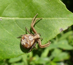 Xysticus punctatus