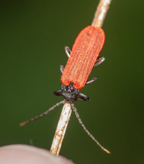 Platycis minutus
