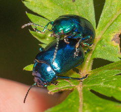 Chrysolina coerulans