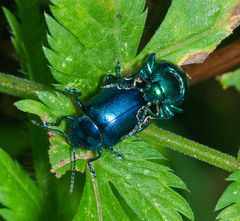 Chrysolina coerulans