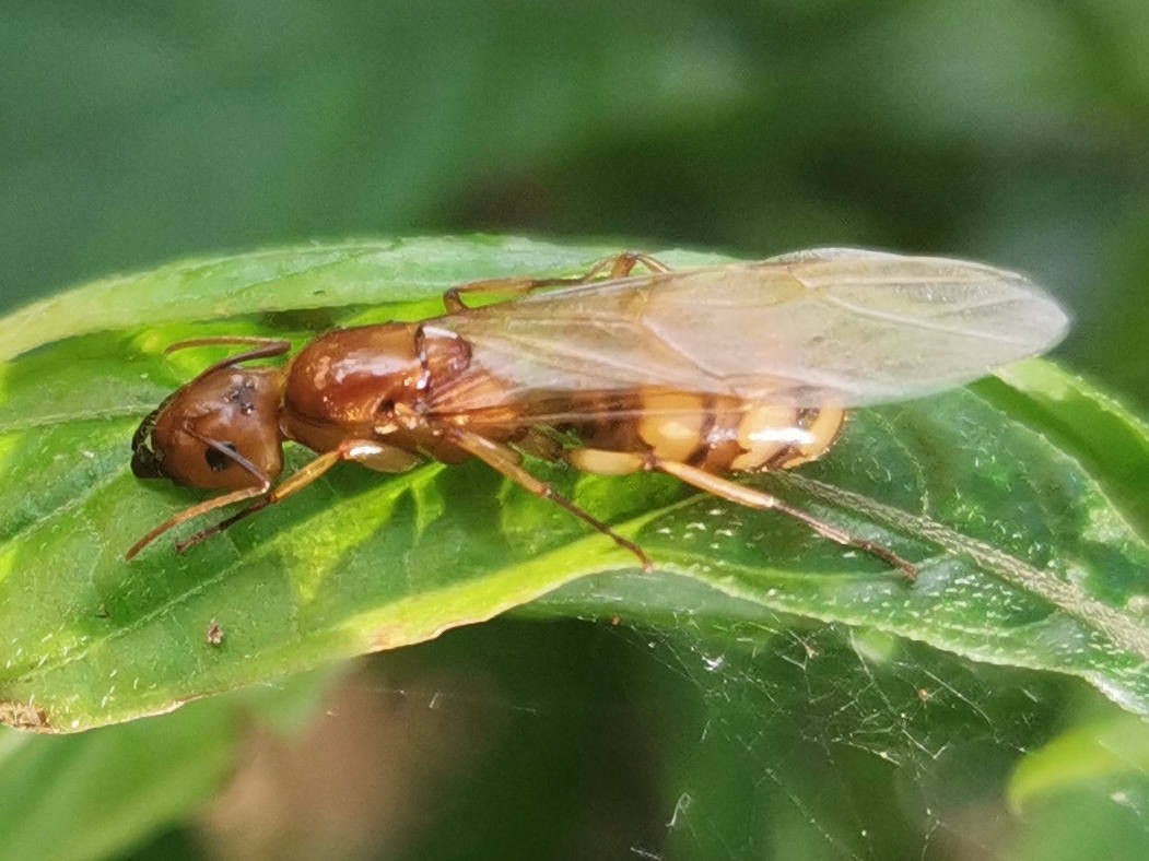 Camponotus tinctus