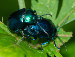 Chrysolina coerulans