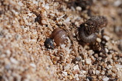 Euchondrus sulcidens