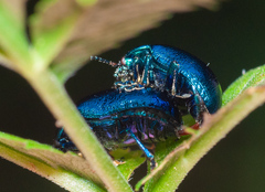 Chrysolina coerulans