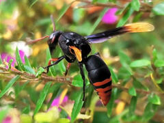 Rhynchium haemorrhoidale