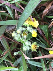 Potentilla discolor