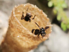 Tetragonilla collina