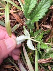 Potentilla discolor