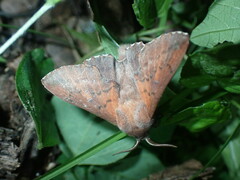 Phyllodesma americana
