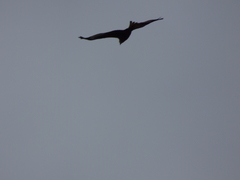 Milvus milvus