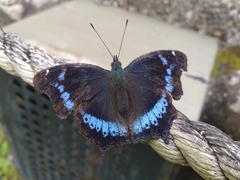 Kaniska canace drilon