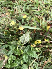 Potentilla discolor