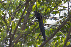 Phaenicophaeus tristis