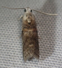 Acrobasis palliolella