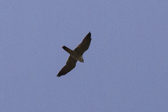Falco severus