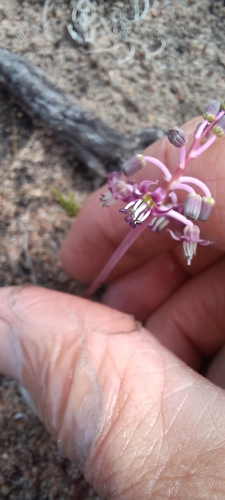 Image of Ledebouria ovalifolia by (c) Adele SL, some rights reserved (CC BY)