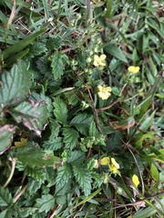 Potentilla discolor