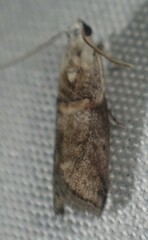 Acrobasis palliolella
