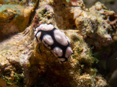 Phyllidiella pustulosa