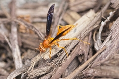Polistes carolina