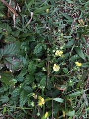 Potentilla discolor