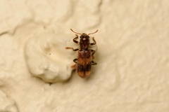 Cleridae