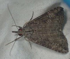 Hypena humuli