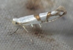 Argyresthia oreasella