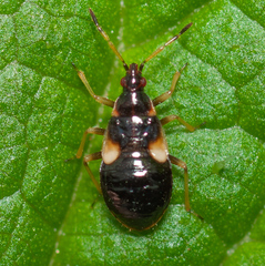 Anthocoris nemorum