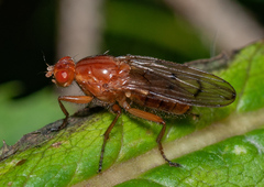 Dryomyza