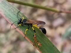 Sceliphron madraspatanum