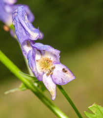 Aconitum variegatum