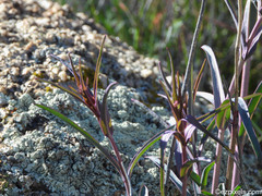 Penstemon subulatus
