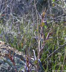 Penstemon subulatus
