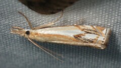 Crambus agitatellus