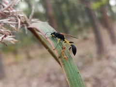 Sceliphron madraspatanum