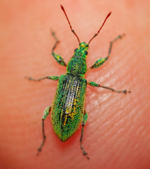 Phyllobius arborator