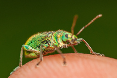 Phyllobius arborator