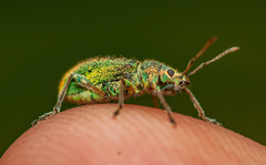 Phyllobius arborator