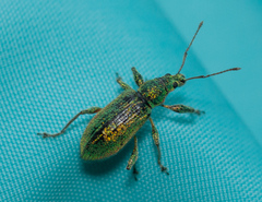 Phyllobius arborator