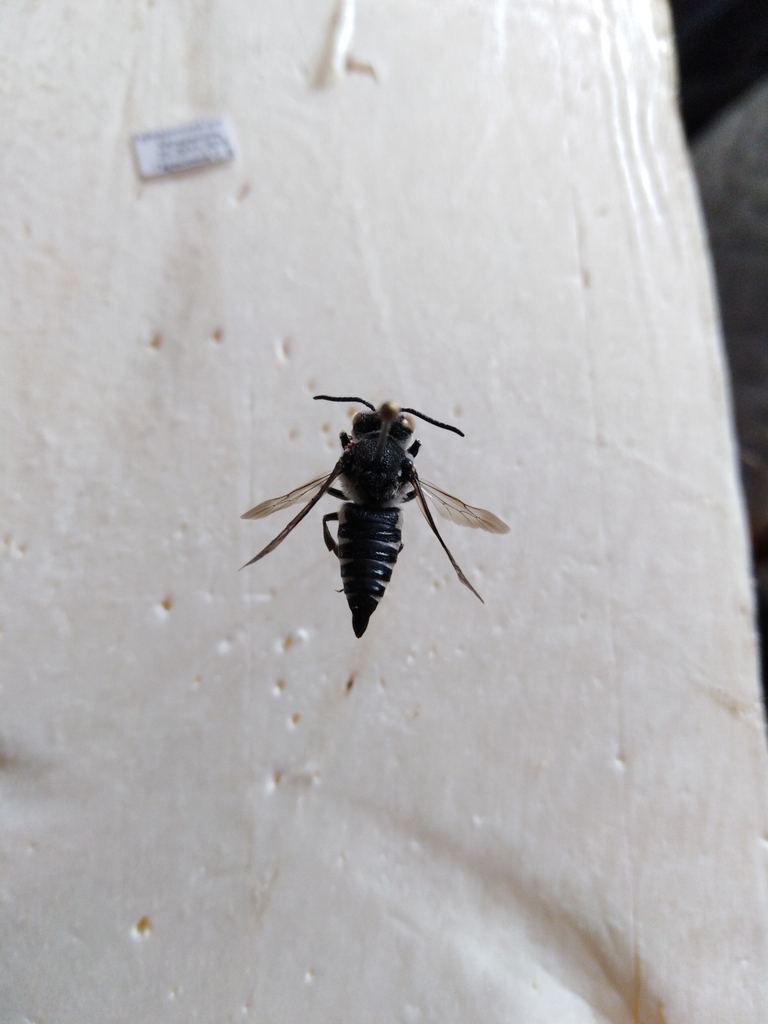 Melissoctonia